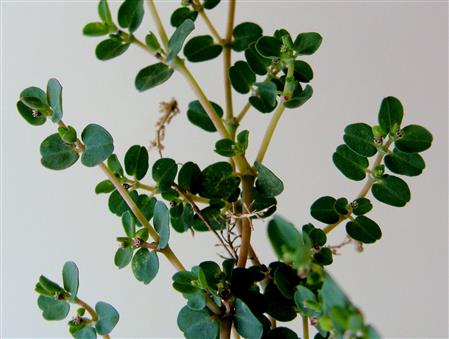 Euphorbia serpens